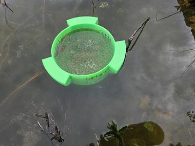 self floating frog spawn protection sieve / schwimmendes Froschlaich Schutzsieb
