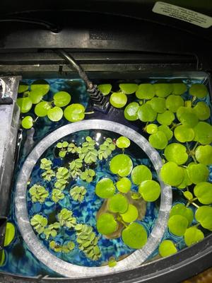 Floating plant corral or fish feeding ring