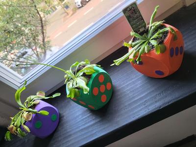 Dice plant/flower pot