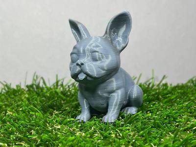 Cute french bulldog