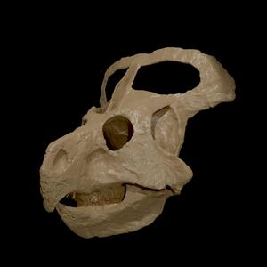 Protoceratops andrewsi (NHMW-GEO 2015/0404/0001)