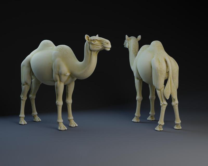 Nativity Camel