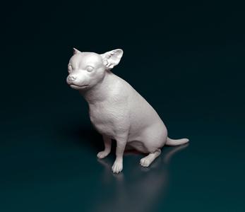 Chihuahua dog