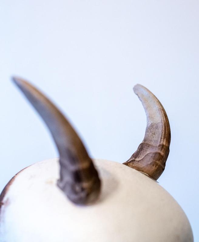 Himalayan Tahr Horns