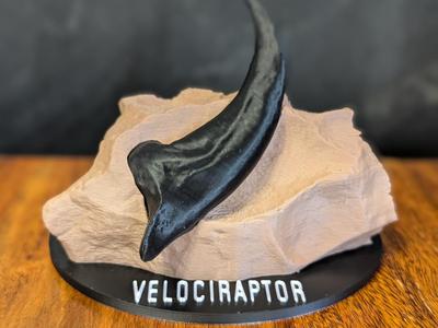 Velociraptor Claw Dinosour Fossil Display