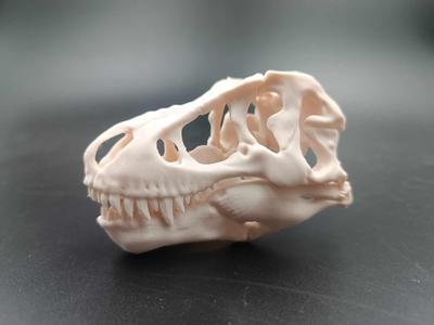 Tyrannosaurusrex T-rex Skull Dinosaur
