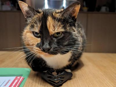 Sinister Cat Hands