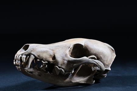 Coyote Skull (Pre Supported)