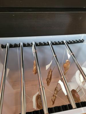 Biltong or Beef Jerky dry box rod rack