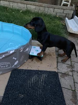 Small dog step stool