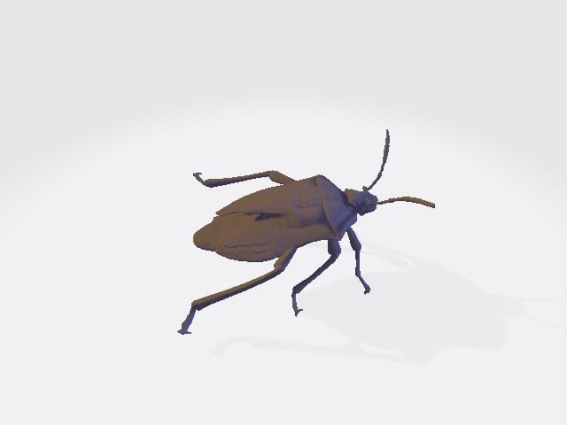 Brown marmorated Stink bug