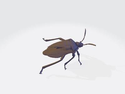Brown marmorated Stink bug