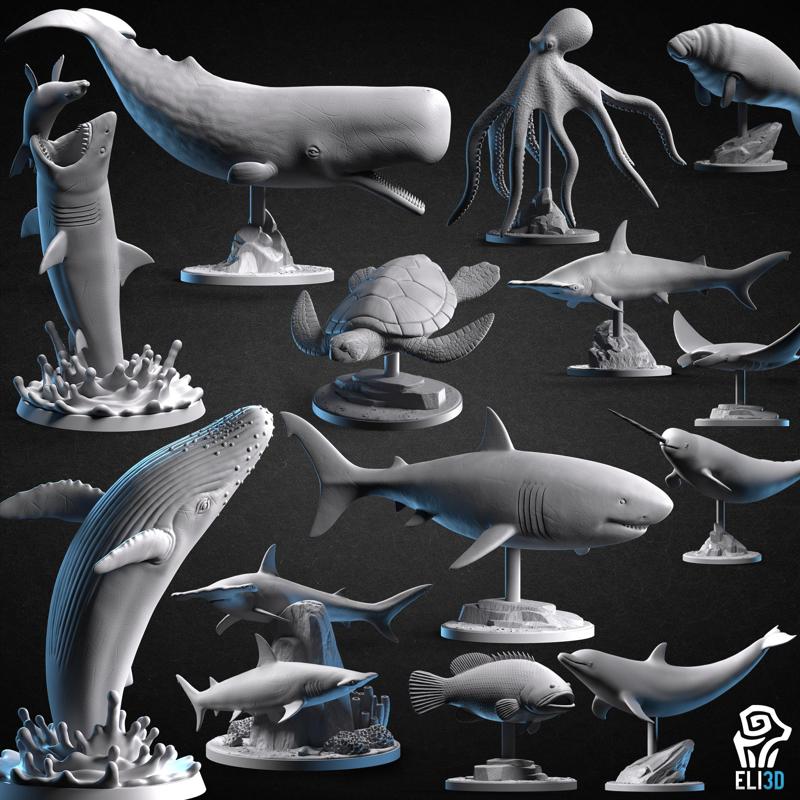 Animals - Ocean Wildlife
