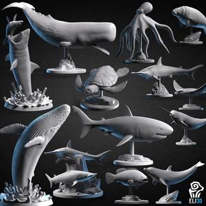 Animals - Ocean Wildlife