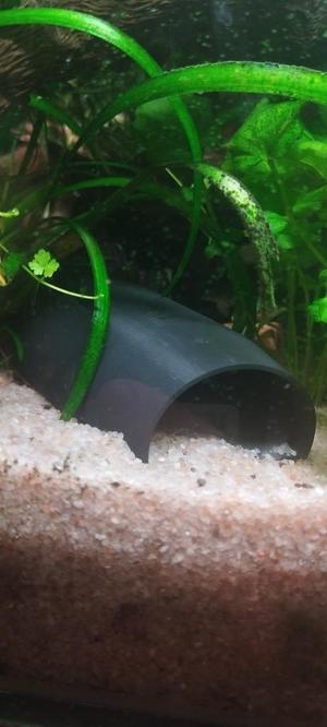 fish house / fish shelter / catfish spawning tube