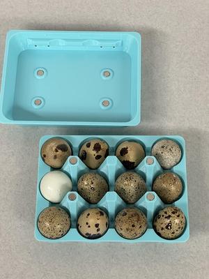 18-Count Quail Egg Carton design - use magnets to close lid