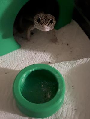 Reptile Feeding Bowl, For Insects, Free Version (With Embossed Text)
