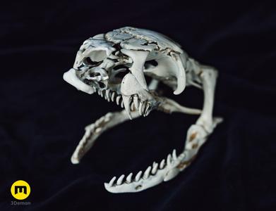 King Cobra Snake Skull Ophiophagus hannah