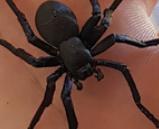 Black_House_Spider