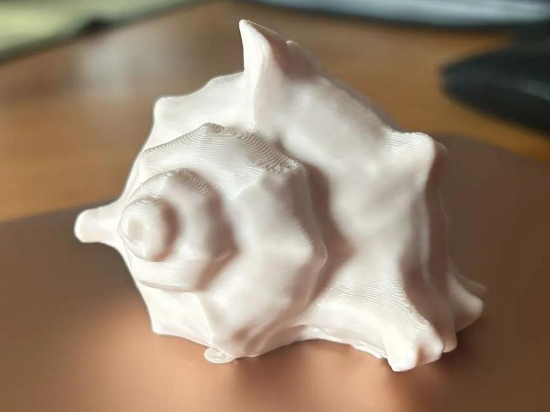 Small Shell 2 Shell Aquarium Terrarium