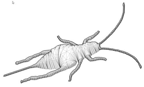 Beetle1