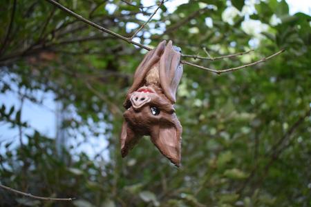 Vampire Bat