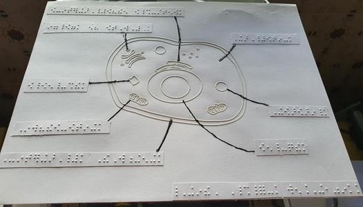 Tactile image: animal cell