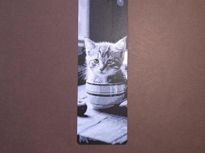 kitten tea cup 1
