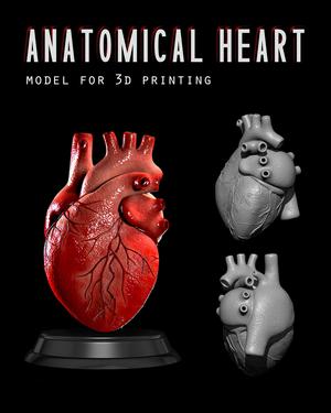 Anatomical Human Heart 
