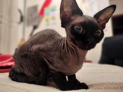 Devon Rex Kitten
