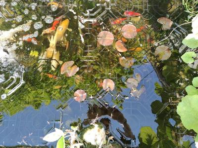 Heron guard for ponds - Fish Guard Grid Protect