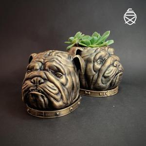 English Bulldog 