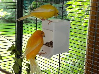 Bird Feeder