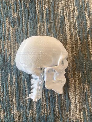 3D Scan Skull