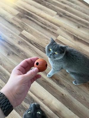 Cat ball with bell inside   