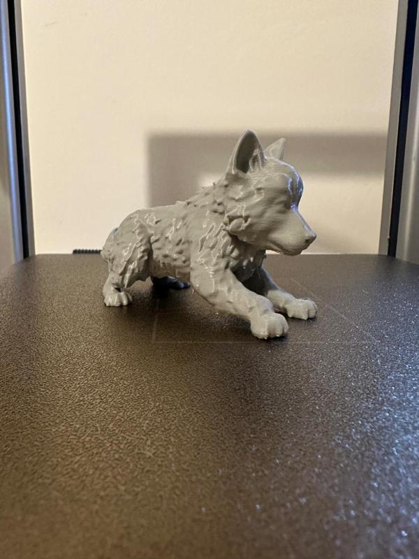 Wolf pup