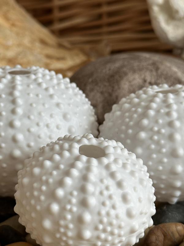 Sea Urchin Shells (Bumpy)