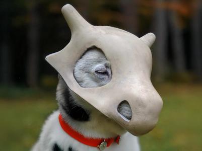 Dog mask (cubone pokemon remix)