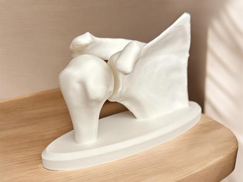 Anatomical Shoulder Model (made from real MRI)