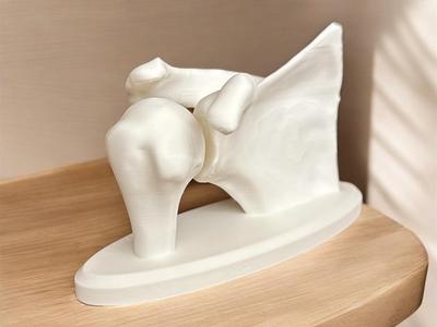 Anatomical Shoulder Model (made from real MRI)