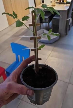 plant holder