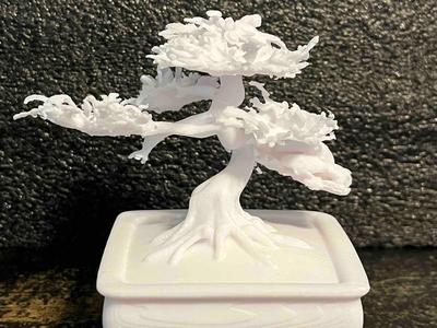 Bonsai Tree Two