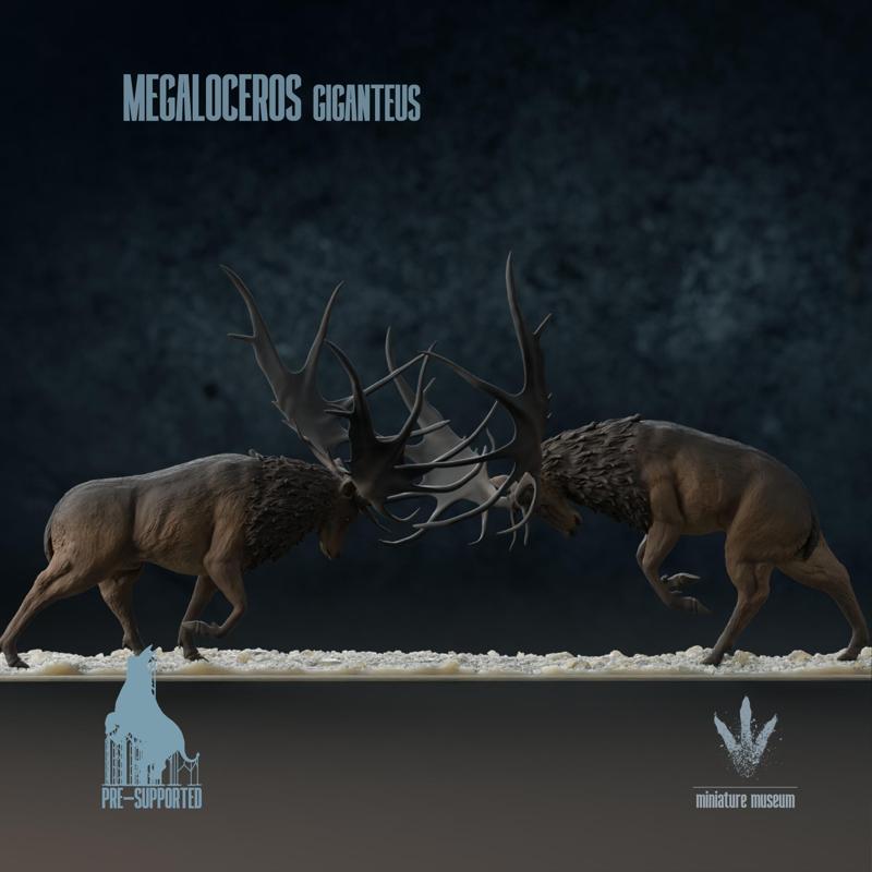 Megaloceros giganteus : Display Fight