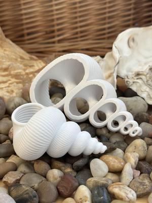 Plain Seashell for Remixing