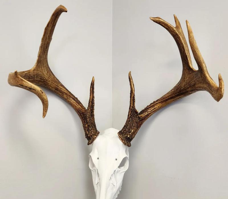 "Swamp Donkey" Deer Skull