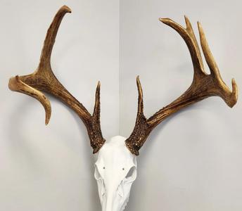 "Swamp Donkey" Deer Skull