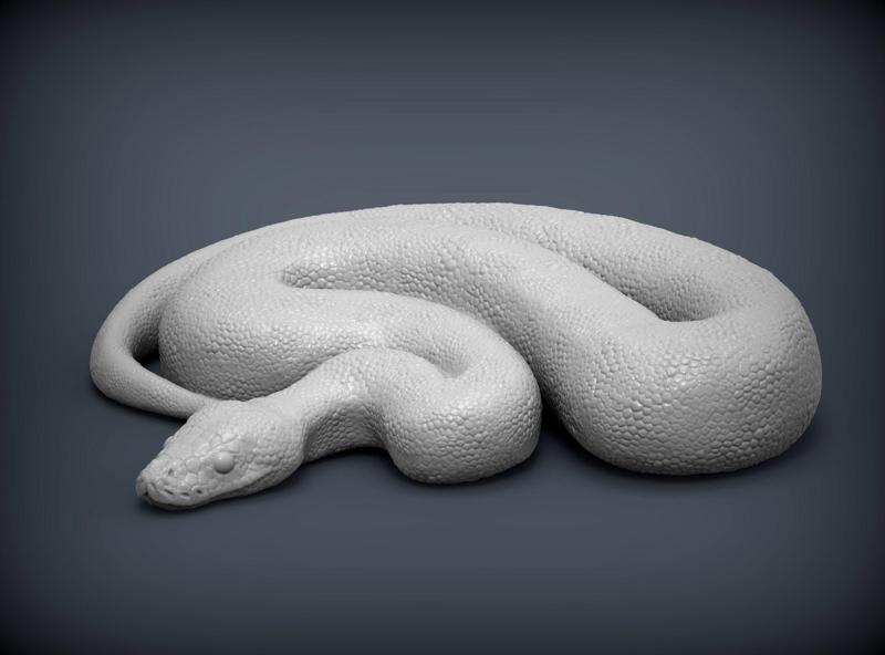 Ball Pythons