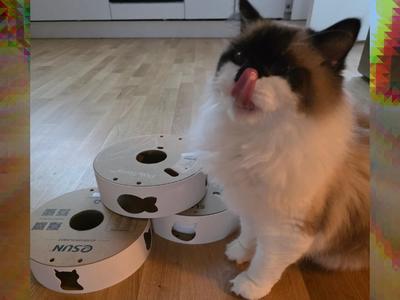 Cat Treat Toy / Ball track– Multiple spools!