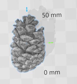 Pine Cone / Pinecone