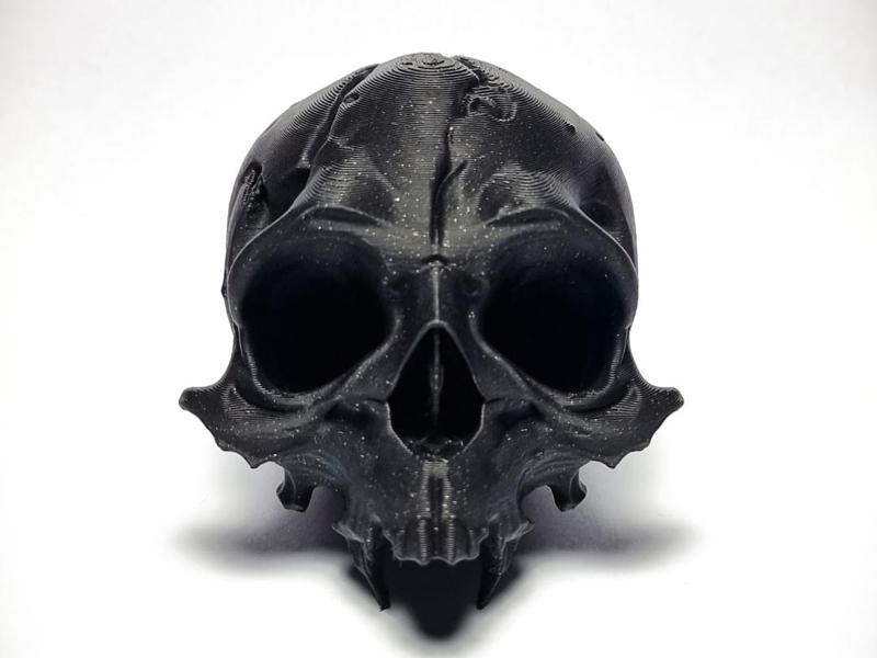 Skull Fossil